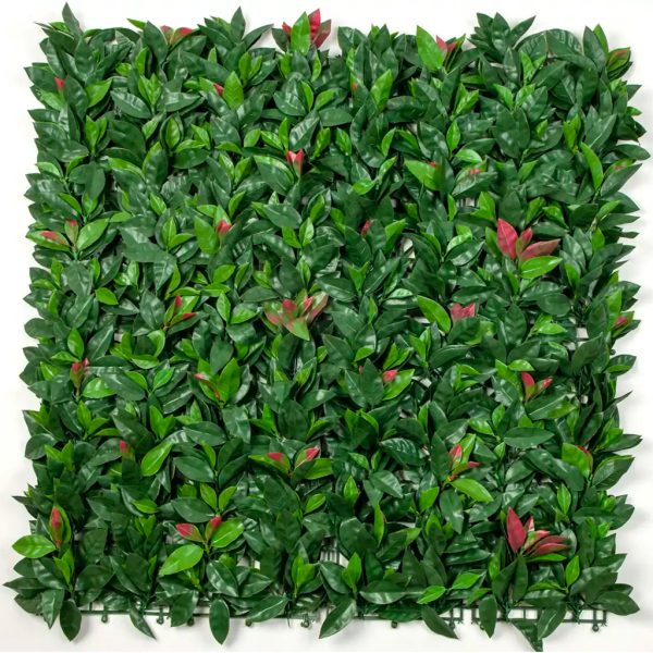 Photinia Red Robin Hedge Leaf Screens